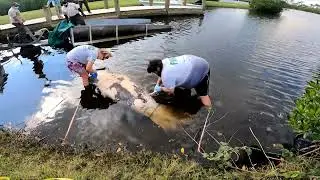 Manatee Report, January 2022