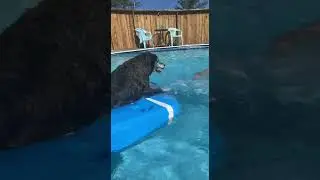 Border collie boxer oh the pool splashing