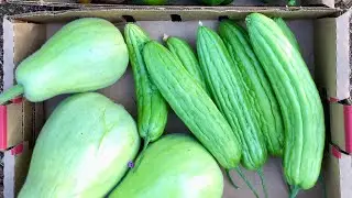 My bitter melon in grow bag / Daming Bunga