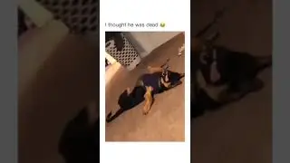 Cute & Funny Dogs Comp