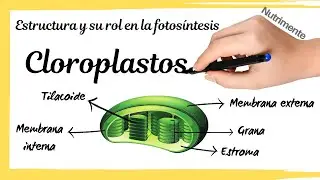 Los CLOROPLASTOS - [Estructura y su rol en la FOTOSÍNTESIS]