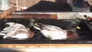 The Call ducks swimming! #21