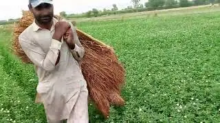 Pakistani Desert People Life |South Punjab Desert Village Life |Morning Routine Desert Peoples ||