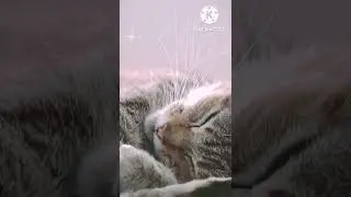 this cat vore cool