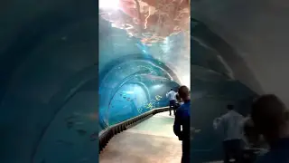 Зоопарк во Вроцлаве . Польша - Wroclaw zoo
