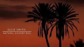 Ollie Smith │ Wildlife Cinematography Showreel │ 2021