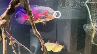 South American Aquarium and Aqua Terrarium 900 liters / 237 gal