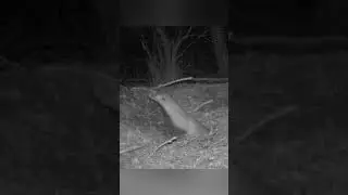Badger/Барсук #badger #hanter #nationalgeography #барсук #тайга #охота #охотарыбалка #алтай #камера