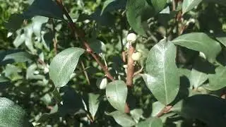 Серебристый лох! Посадка, уход, размножение! 