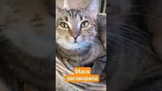 киса  заговорила