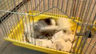 小老鼠看到衛生紙就發飆