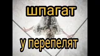 Лечение шпагата у перепелов