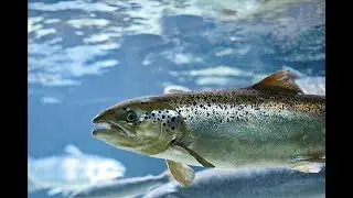 Международные исследования лосося начинаются