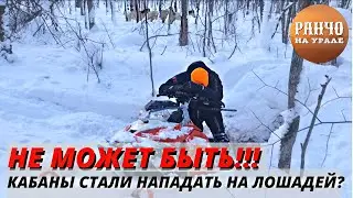 Деревенская жизнь/ Нашли кабанов рядом с лошадьми/ Башкирская порода лошадей