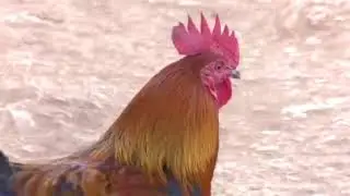 लोकल कुखुराको व्यवस्थित पालन local kukhurako byabasthit palan