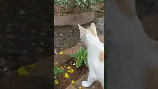 Curious  Cat observing water streams