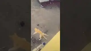 Cat Fall from bridge hit wire