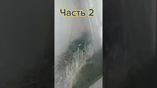 Голубиная санта барбара (ч.2)