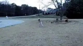 Piper Scooter