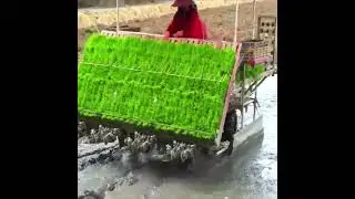 Как выращивают рис в наше время