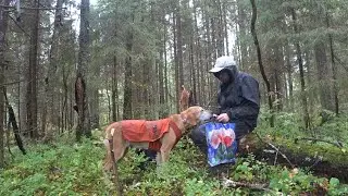 ОХОТА на Зайца с РУССКОЙ ГОНЧЕЙ.сезон 2022-2023.