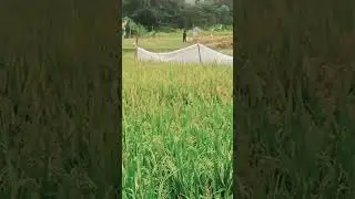 Jalan-jalan ke Sawah Lagi
