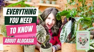 The ULTIMATE Alocasia Care Guide & Varieties!
