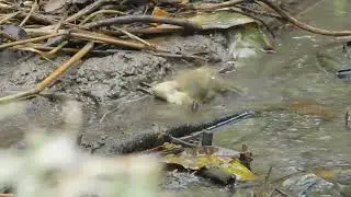 пеночка-теньковка Phylloscopus collybita