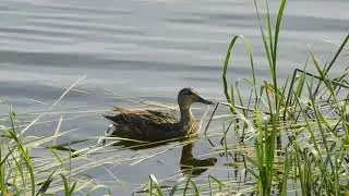 Кряква с подросшими утятами.