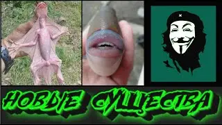 ПОЯВЛЯЮТСЯ НОВЫЕ СУЩЕСТВА