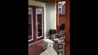 Great Dane trying to bury a bone