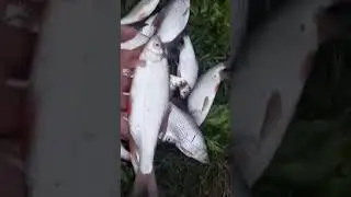 Поздняя весна на речке Барабой . Украина , Одесская область . с . Барабой . Овидиопольский район .
