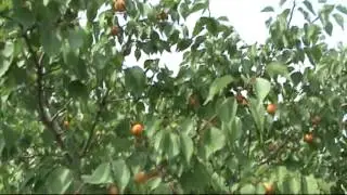 Apricot breeding in Siberia