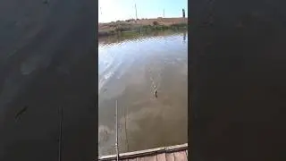 Карась на макушатник #рыбалка #fishing #карась