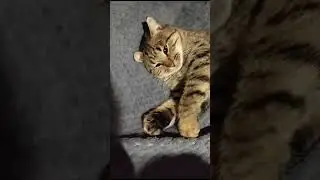 Мой важный котяра Василий разрешил с собой поиграть