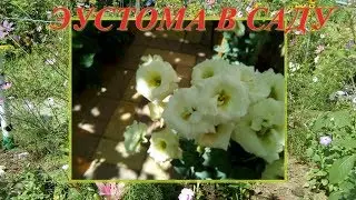 КАК ЦВЕТЕТ ЭУСТОМА В САДУ, ЭУСТОМА - КАК ВЫРАСТИТЬ