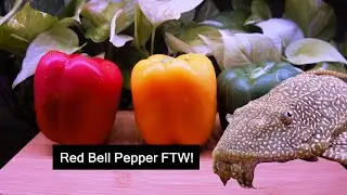 Unlocking the Secrets of Pleco's Favorite Bell Pepper Color!
