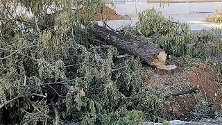 TALA MASIVA EN POLÍGONO RESIDENCIAL SAN PABLO