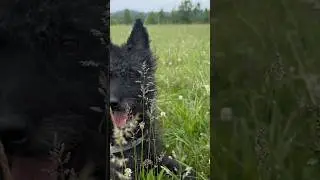 Why the Wire-Haired Dutch Shepherd is So Rare? A Hidden Gem in the Dog World!!!