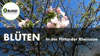 Obstbaumblüten in der Rheinaue - BUND Köln