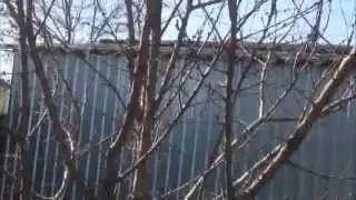 Обрезка плодовых деревьев ( pruning fruit trees )