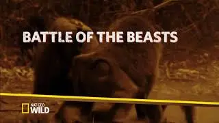 Nat Geo Wild HD UK - Continuity September 2018 [King Of TV Sat]