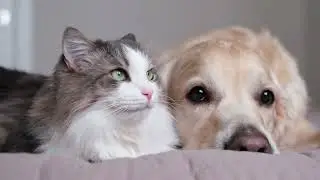 The Purrfect Pair: Exploring The Unique Friendships Between Cat And Dog
