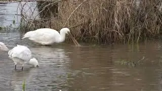 Vogels kijken in februari 2024 in de Blauwe Kamer in Rhenen