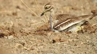 Indian Thick knee  / ચકવો