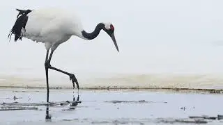 湿原の神（サロルンカムイ）タンチョウ ／ Japanese crane , Red crested crane
