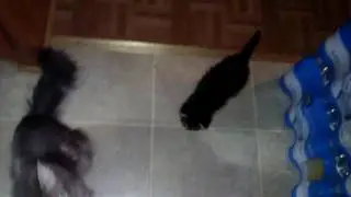 My kittens
