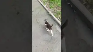 #кошки #бездомныеживотные