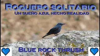 Ese PÁJARO AZUL de TUS SUEÑOS💙 Roquero Solitario - Monticola solitarius