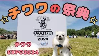 【チワワEXPO2024☆ブルーメの丘】チワワの祭典にふく君も参加してきました！
